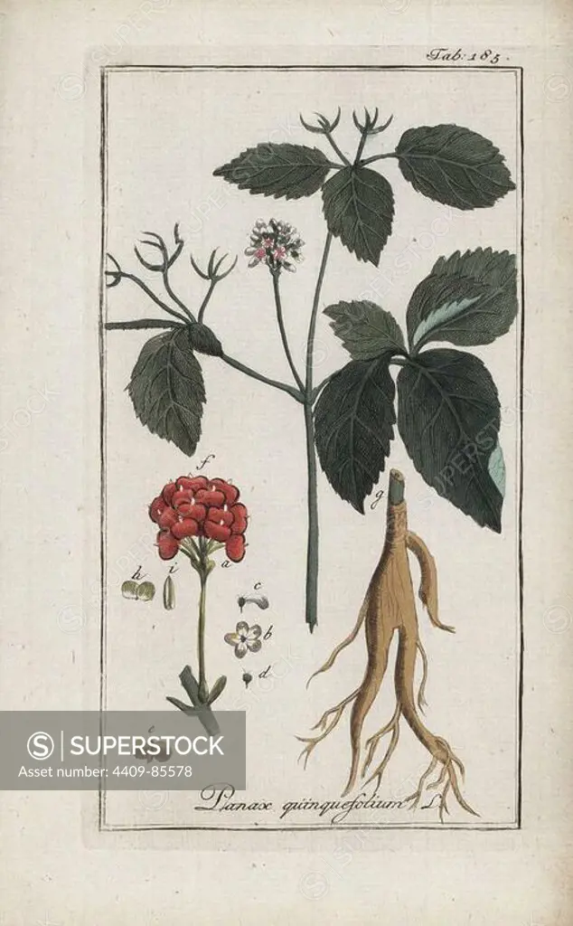 American ginseng, Panax quinquefolium, native to North America. Vulnerable. Handcoloured copperplate botanical engraving from Johannes Zorn's "Afbeelding der Artseny-Gewassen," Jan Christiaan Sepp, Amsterdam, 1796. Zorn first published his illustrated medical botany in Nurnberg in 1780 with 500 plates, and a Dutch edition followed in 1796 published by J.C. Sepp with an additional 100 plates. Zorn (1739-1799) was a German pharmacist and botanist who collected medical plants from all over Europe for his "Icones plantarum medicinalium" for apothecaries and doctors.