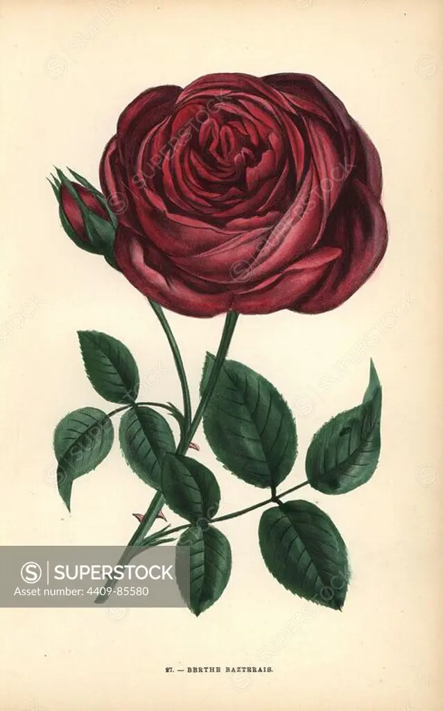 Berthe Bazterais rose, hybrid rose raised by Monsieur Fontaine of Chatillon in 1869. Chromolithograph drawn and lithographed after nature by F. Grobon from Hippolyte Jamain and Eugene Forney's "Les Roses," Paris, J. Rothschild, 1873. Jamain was a rose grower and Forney a professor of arboriculture. François Frédéric Grobon (1815-1901) ran his own atelier and illustrated "Fleurs" after Redoute with his brother Anthelme as the Grobon freres.