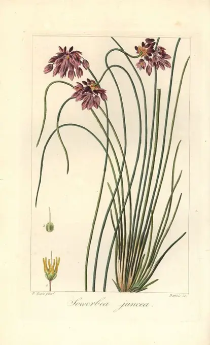 Rush lily, Sowerbaea juncea, native to Australia. Named for the botanical artist James Sowerby. Handcoloured stipple engraving on copper by Barrois from a botanical illustration by Pancrace Bessa from Mordant de Launay's "Herbier General de l'Amateur," Audot, Paris, 1820. The Herbier was published from 1810 to 1827 and edited by Mordant de Launay and Loiseleur-Deslongchamps. Bessa (1772-1830s), along with Redoute and Turpin, is considered one of the greatest French botanical artists of the 19th century.