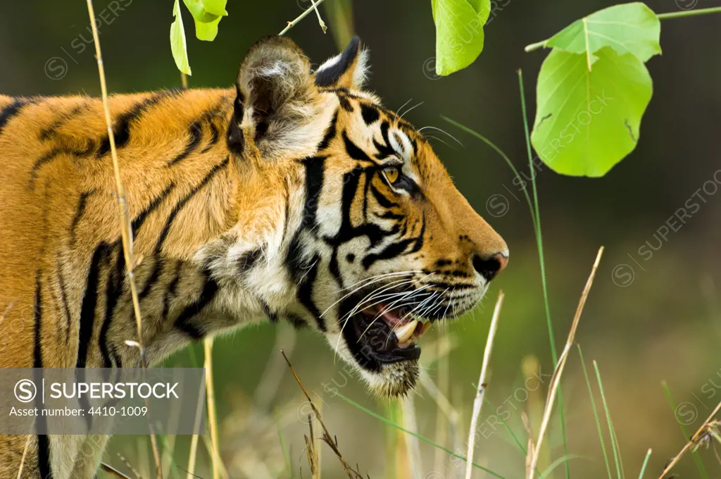 Male Bengal tiger (Panthera tigris tigris) walking through long grass, Kanha National Park, Madhya Pradesh, India