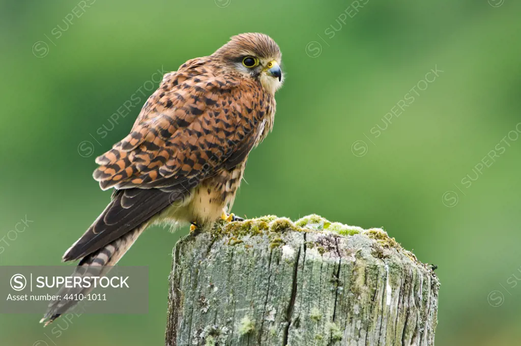 Adult female Common Kestrel (Falco tinnunculus) perching on ancient wooden fence post, Mull, Inner Hebrides, Scotland