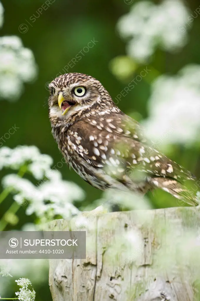 Little Owl (Athene noctua) calling from fence post, Surrey, England
