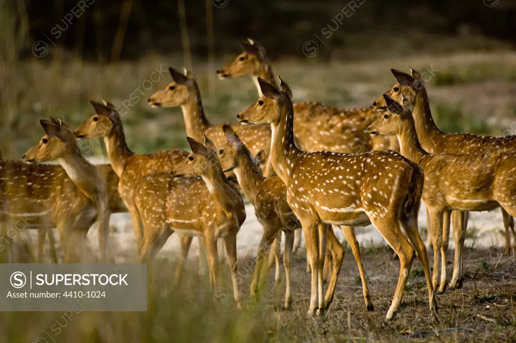 Herd of Spotted deer (Axis axis) watching a tigress walk through the edge of a meadow, Bandhavgarh National Park, Umaria, Madhya Pradesh, India