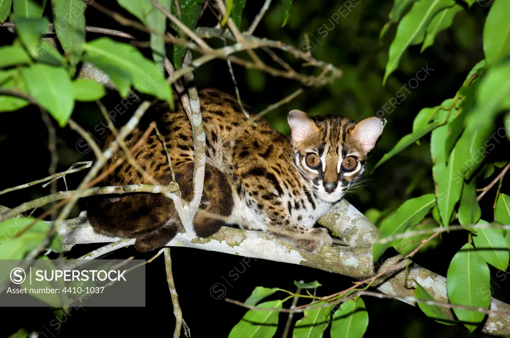 Leopard cat (Felis bengalensis) in the wild resting in a tree, Kinabatangan River, Sukau, Sabah State, Island of Borneo, Malaysia