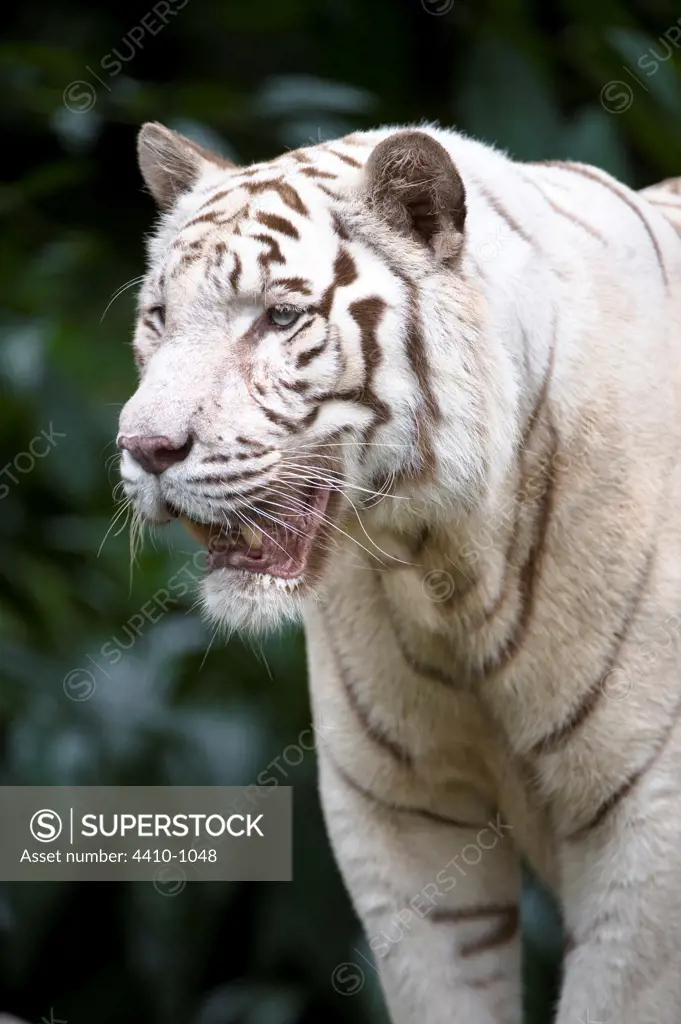 Close-up of a male Bengal tiger (Panthera tigris tigris), Singapore Zoo, Singapore