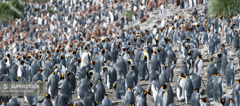 King penguins (Aptenodytes patagonicus) breeding colony, Salisbury Plain, South Georgia Island