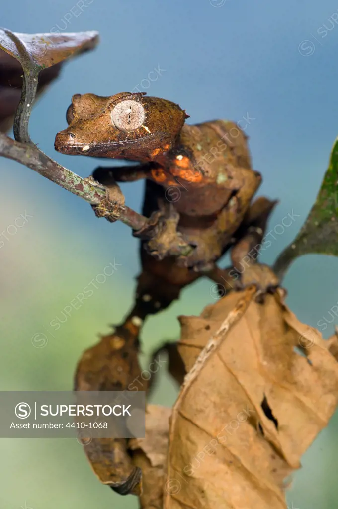 Satanic Leaf Tailed gecko (Uroplatus phantasticus) moving amongst dead and shrivelled leaves, Ranomafana National Park, Madagascar