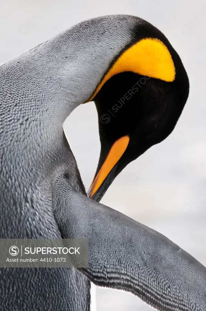 King penguin (Aptenodytes patagonicus) preening, Salisbury Plain, South Georgia Island
