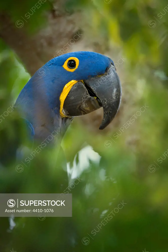 Hyacinth macaw (Anodorhynchus hyacinthinus) outside nest hole in forest bordering of the Cuiaba River, Northern Pantanal, Brazil
