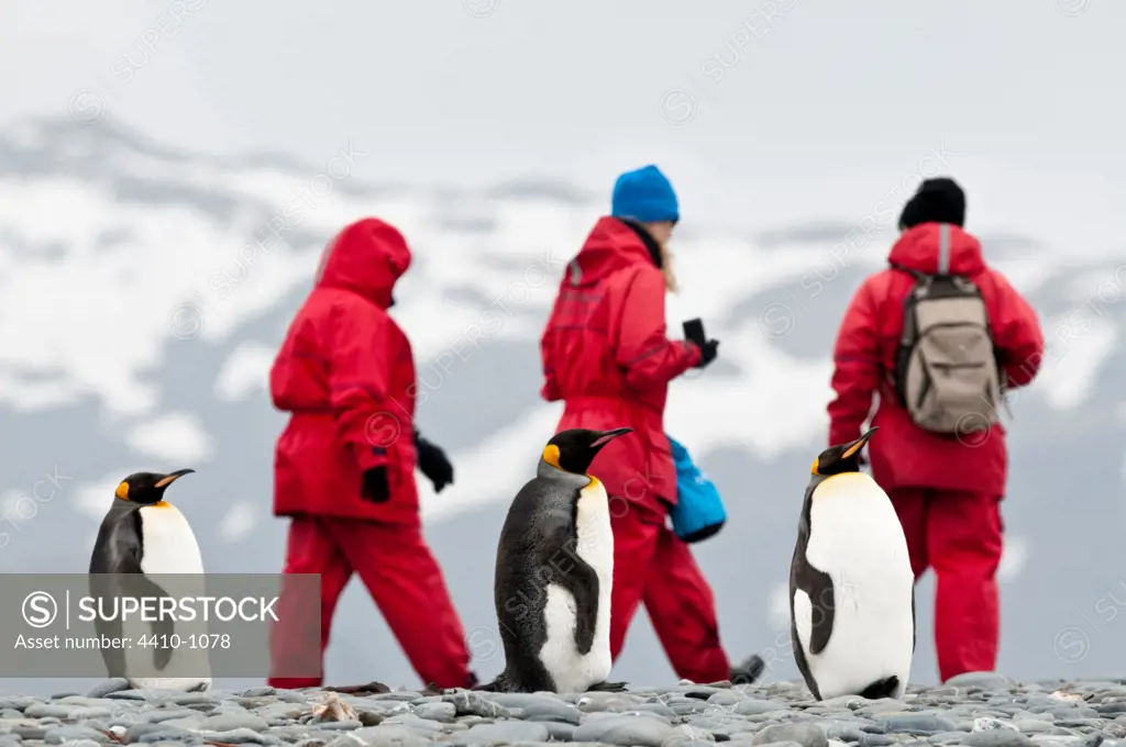 King penguins (Aptenodytes patagonicus) with tourists on the beach at Salisbury Plain, South Georgia Island