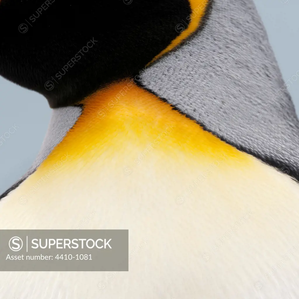 Feather detail from neck region of King penguin (Aptenodytes patagonicus), Salisbury Plain, South Georgia Island