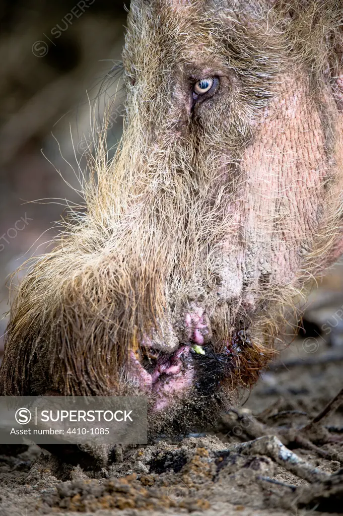 Male Bearded Pig (Sus barbatus) foraging along beach, Bako National Park, Sarawak State, Island of Borneo, Malaysia