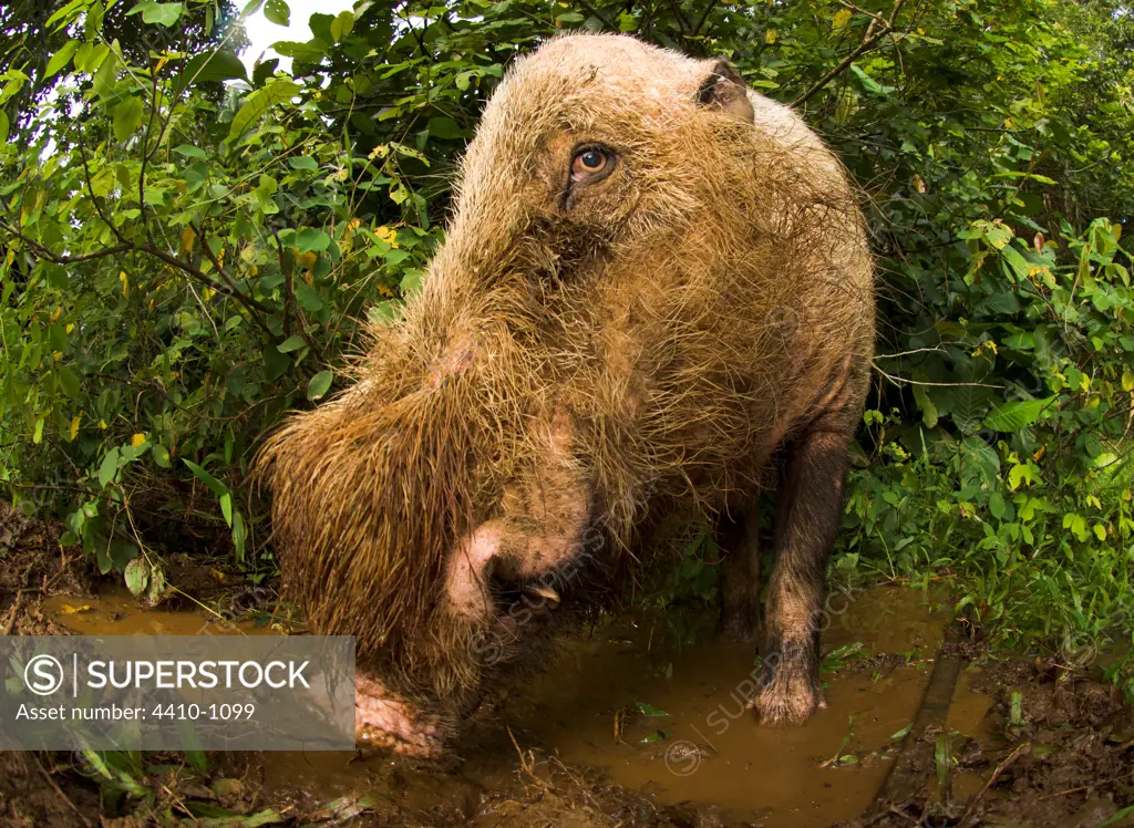 Male Bearded Pig (Sus barbatus) wallowing in a forest, Bako National Park, Sarawak State, Island of Borneo, Malaysia