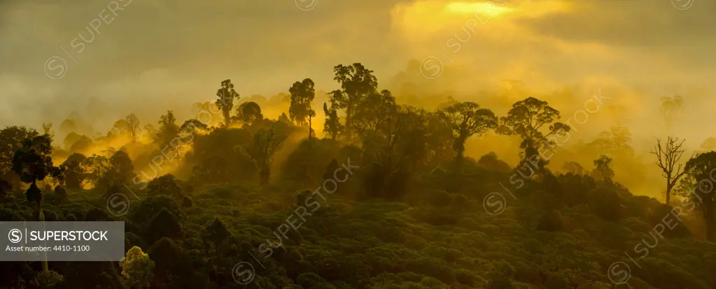 Mist over lowland dipterocarp rainforest with shafts of sunlight just after sunrise, Danum Valley, Sabah State, Island of Borneo, Malaysia