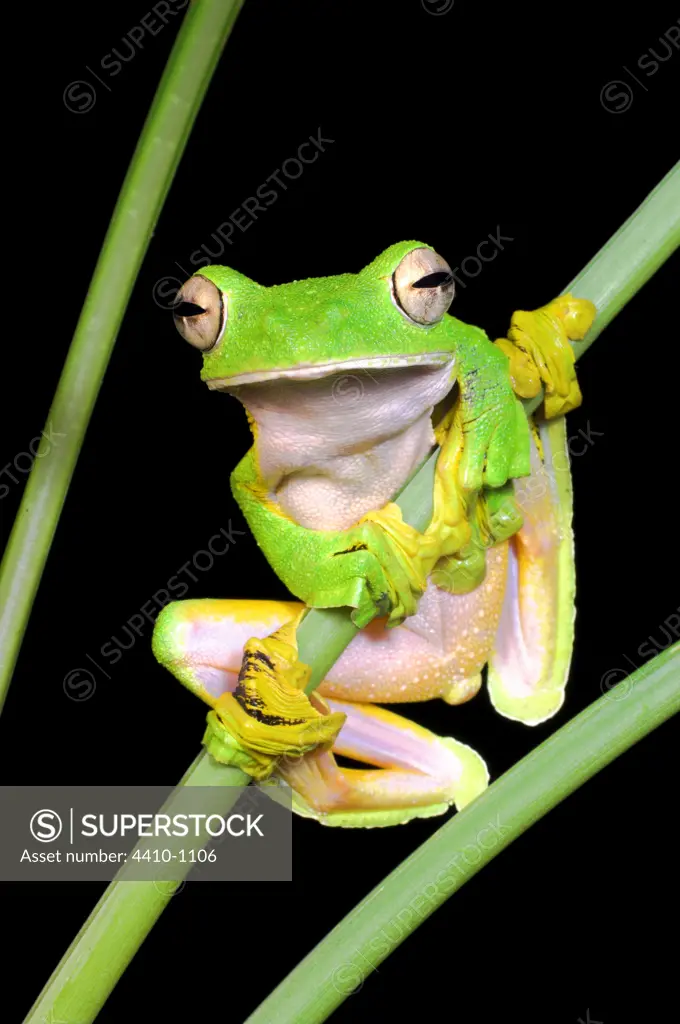 Wallace's Flying frog (Rhacophorus nigropalmatus) perched in understory vegetation, Danum Valley, Sabah State, Island of Borneo, Malaysia