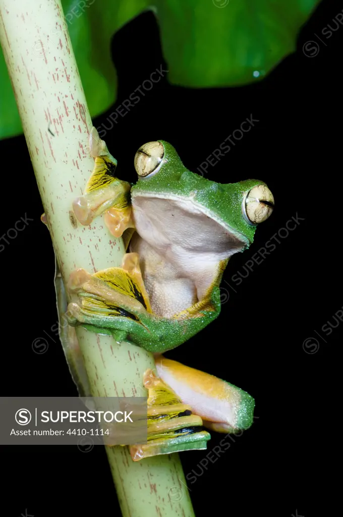 Wallace's Flying frog (Rhacophorus nigropalmatus) perched in understory vegetation, Danum Valley, Sabah State, Island of Borneo, Malaysia