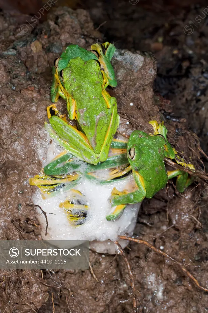 Wallace's Flying frog (Rhacophorus nigropalmatus) at night congregating and breeding at temporary pool formed after rain, Danum Valley, Sabah State, Island of Borneo, Malaysia