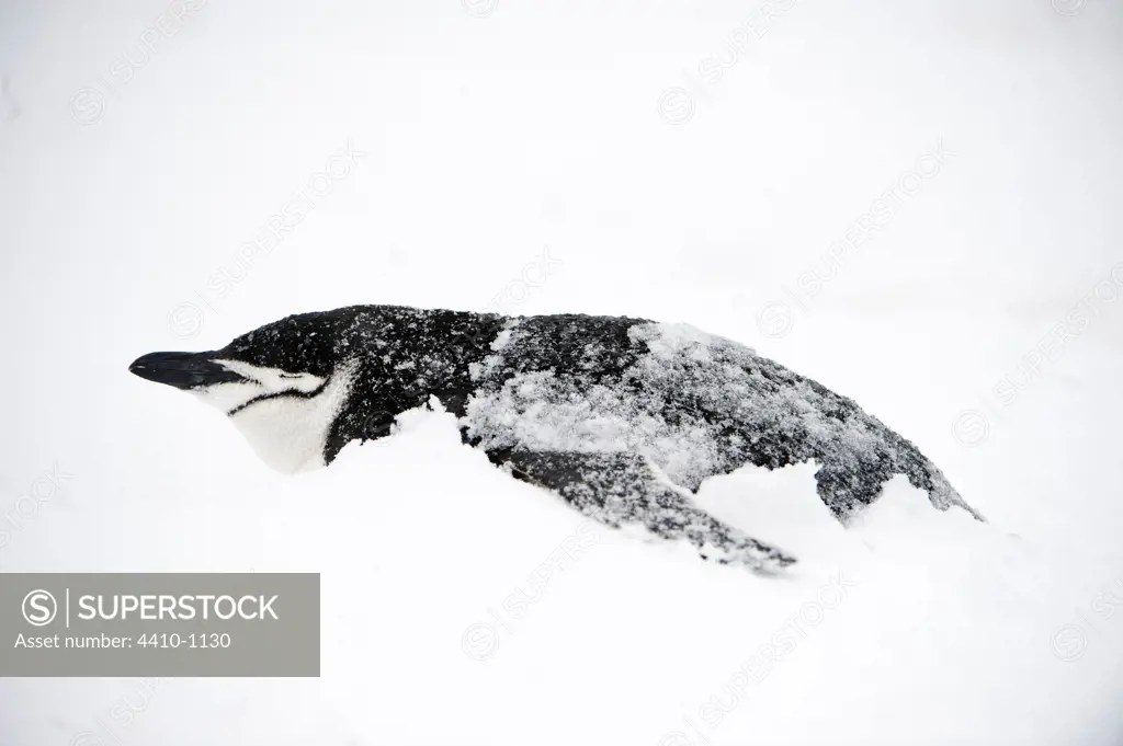 Chinstrap penguin (Pygoscelis antarctica) in snow, Half Moon Island, South Shetland Islands, Antarctica