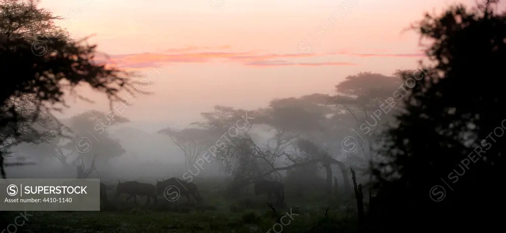 Column of White-Bearded wildebeest (Connochaetes taurinus albojubatus) migrating through Acacia woodland at dawn near Ndutu, Ngorongoro Conservation Area, Tanzania
