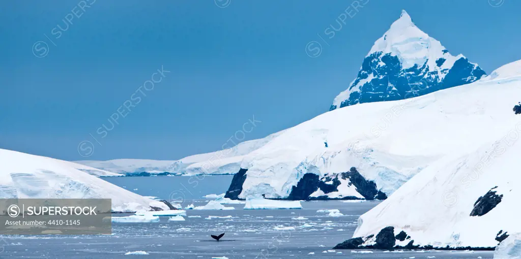 Humpback whale (Megaptera novaeangliae) in the ocean, Paradise Harbor, Antarctic Peninsula, Antarctica