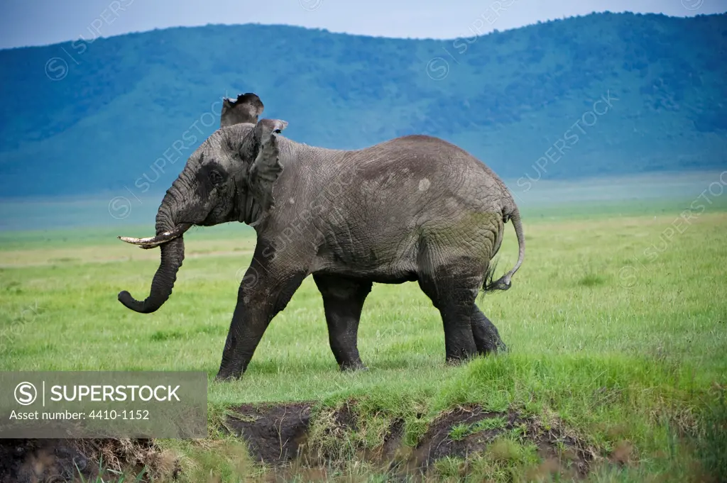 African elephant (Loxodonta africana) in musth in mock charge, Ngorongoro Crater, Ngorongoro Conservation Area, Tanzania