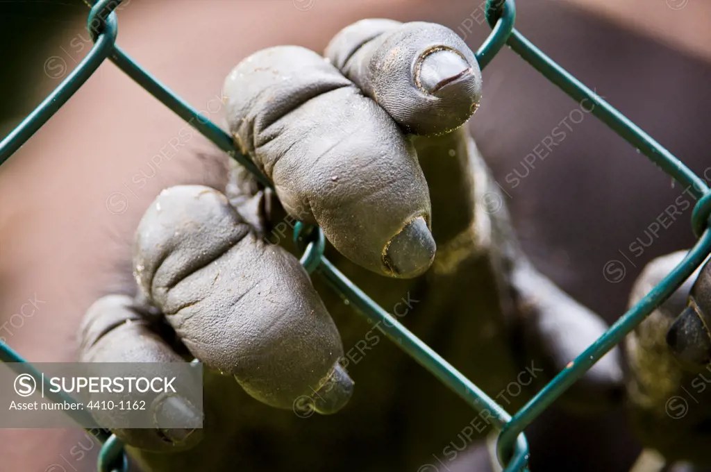 Hands of Young Western Lowland gorilla (Gorilla gorilla gorilla), Evengue, Gabon