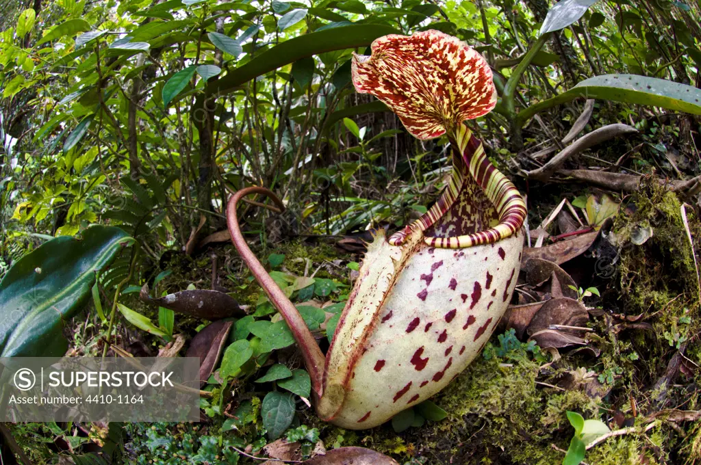 Lower pitcher of Pitcher plant (Nepenthes burbidgeae) on the slopes of Mt Kinabalu, Sabah State, Island of Borneo, Malaysia