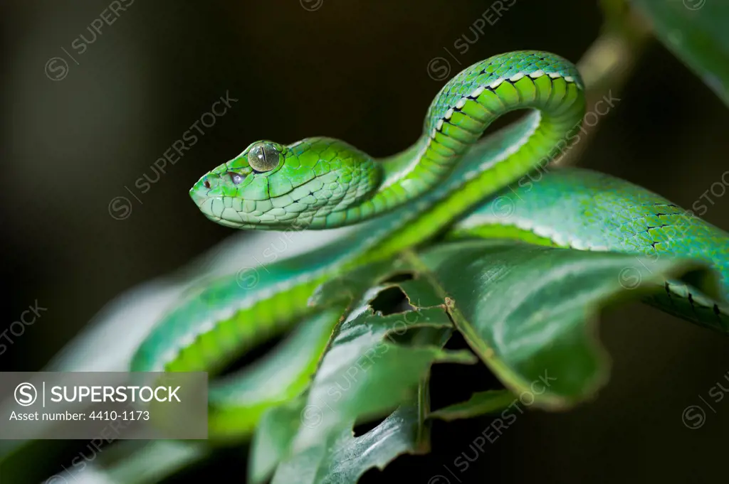 Pope's Tree viper (Trimeresurus popeorum) in forest, Danum Valley, Sabah State, Island of Borneo, Malaysia