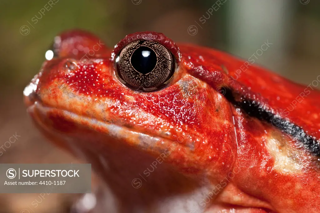 Close-up of a Tomato frog (Dyscophis antongilii) in marsh habitat, Maroantsetra, Analanjirofo, Madagascar