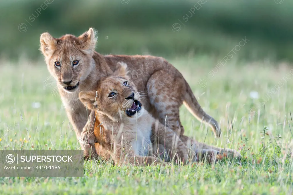 African lion cubs (Panthera leo) playing at Big Marsh, Ndutu, Ngorongoro Conservation Area-Serengeti National Park, Tanzania