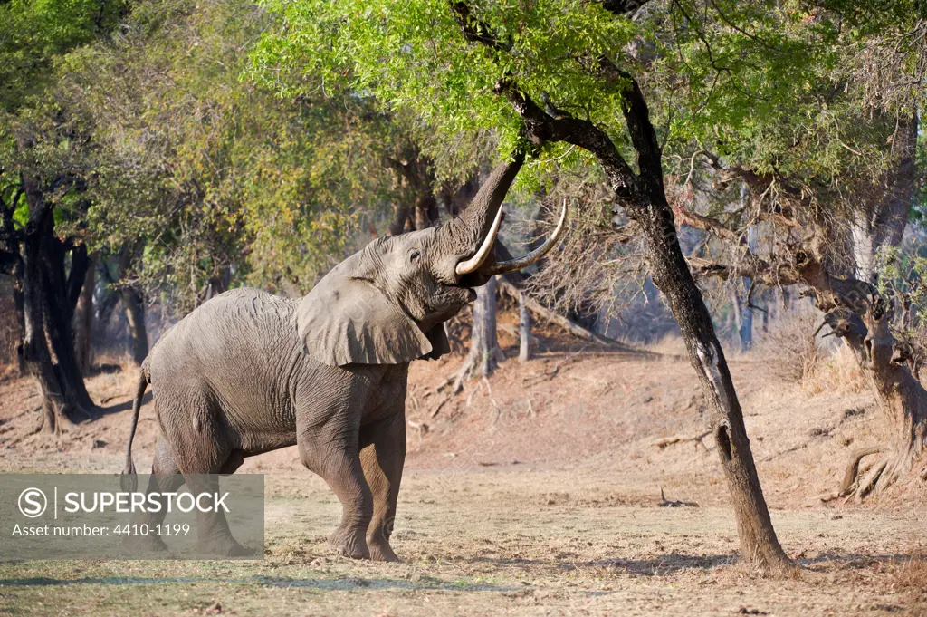 Adult bull African elephant (Loxodonta africana) feeding on foliage on the banks of the Luangwa River, South Luangwa National Park, Zambia