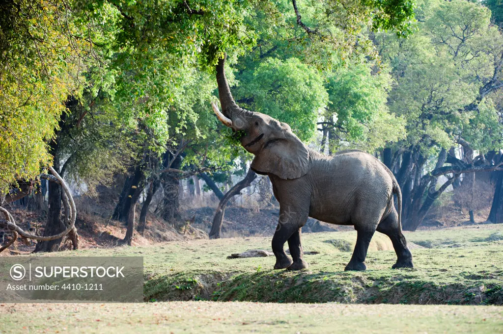 Adult bull African elephant (Loxodonta africana) feeding on foliage on the banks of the Luangwa River, South Luangwa National Park, Zambia