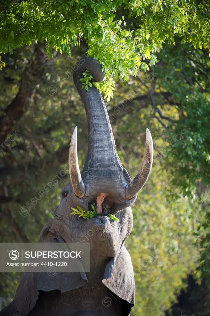 Adult bull African elephant (Loxodonta africana) feeding on foliage in a forest, Luangwa River, South Luangwa National Park, Zambia