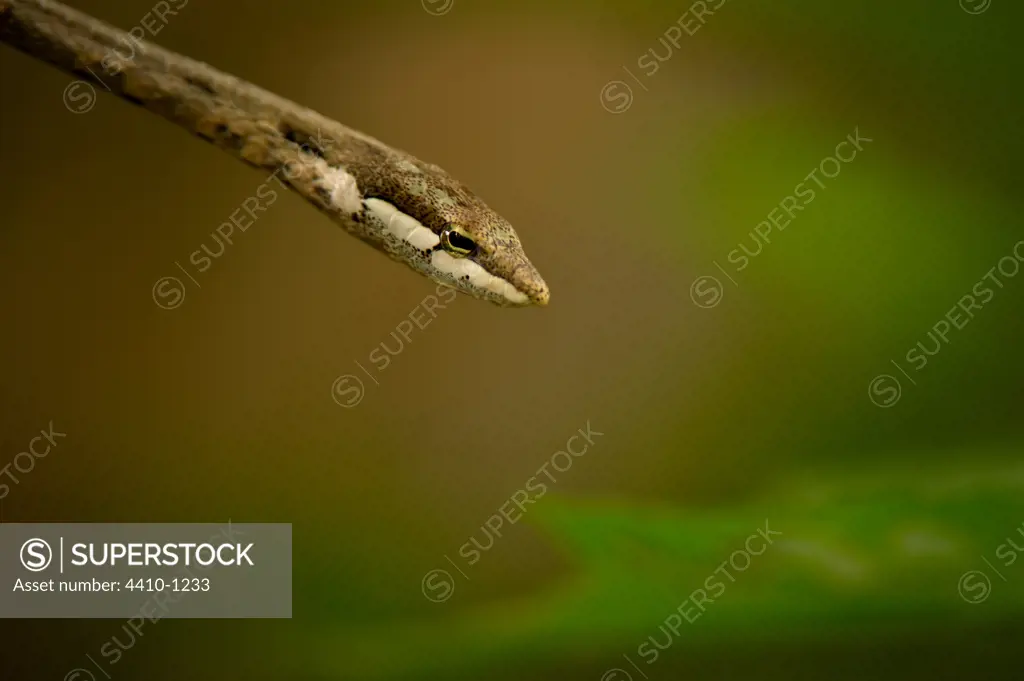 Close-up of a Twig snake (Thelotornis capensis), Lake Manyara National Park, Tanzania