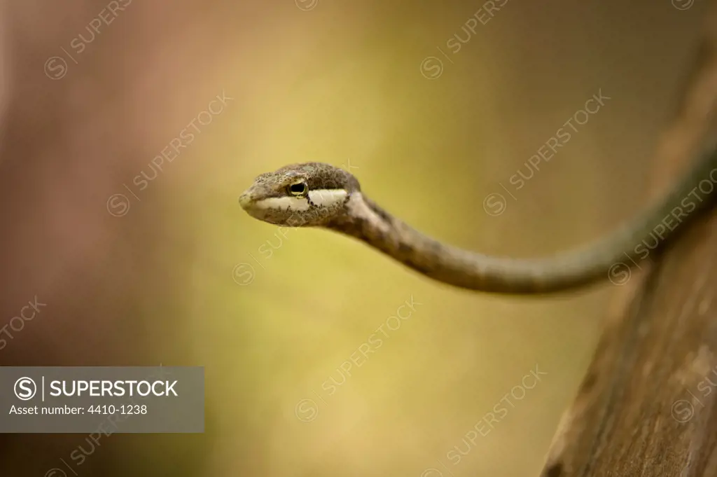 Close-up of a Twig snake (Thelotornis capensis), Lake Manyara National Park, Tanzania