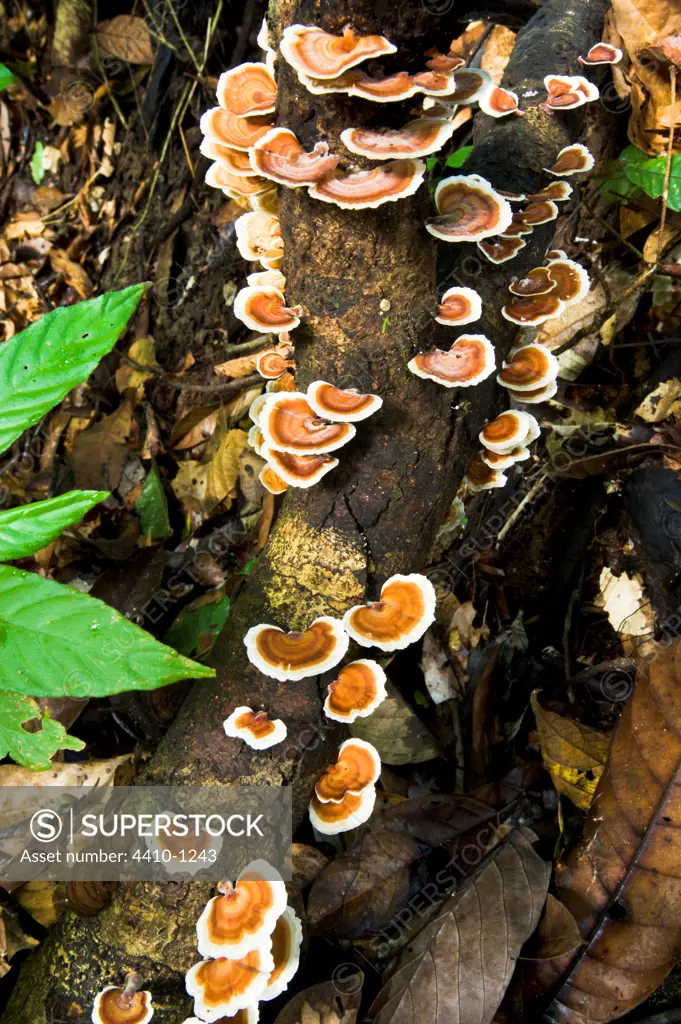 Fungi growing on fallen log in a forest, Danum Valley, Sabah State, Island of Borneo, Malaysia