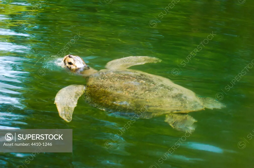 Galapagos Green turtle (Chelonia mydas agassisi) swimming at the surface, Elizabeth Bay, Isabela Island, Galapagos, Ecuador