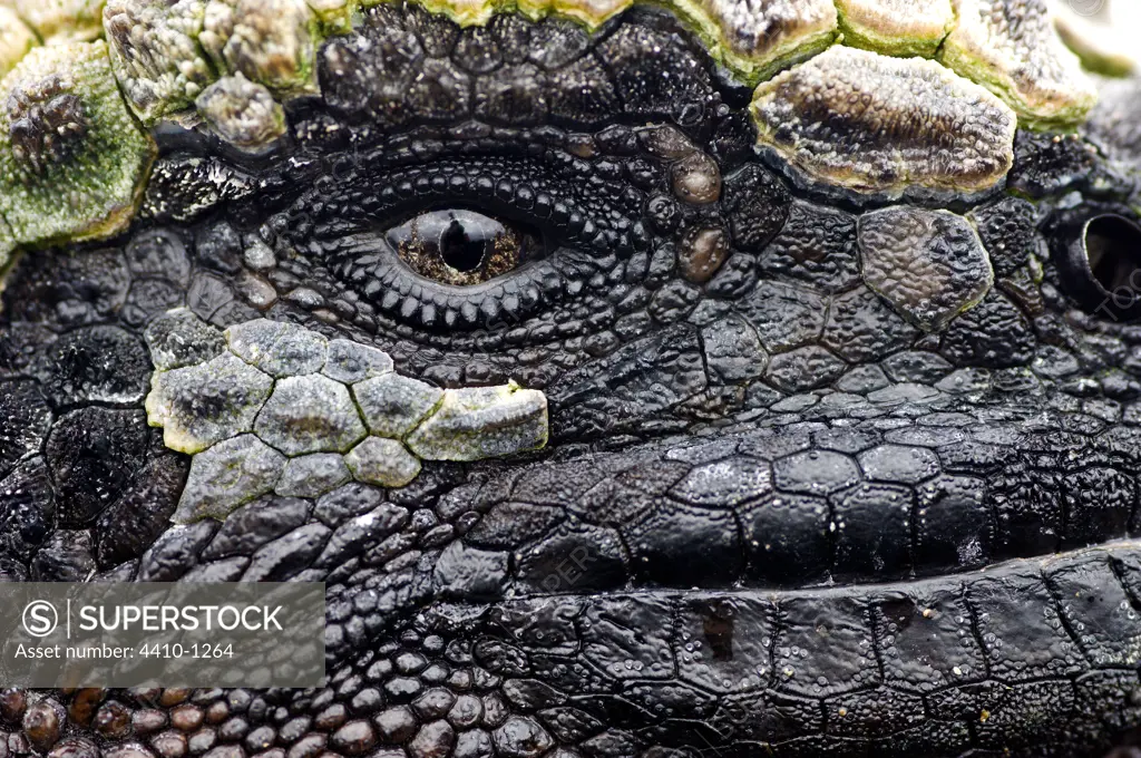 Close-up of a face of Marine iguana (Amblyrhynchus cristatus), Punta Espinosa, Fernandina Island, Galapagos Islands, Ecuador