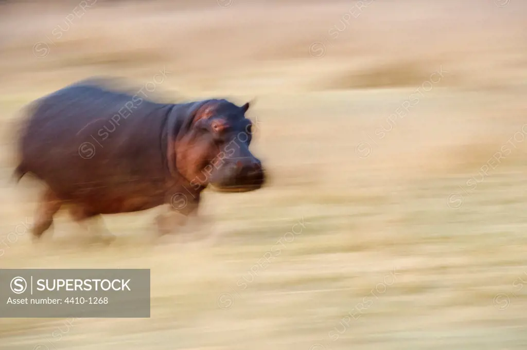 Hippopotamus (Hippopotamus amphibius) running back to Luangwa River at dawn, South Luangwa National Park, Zambia