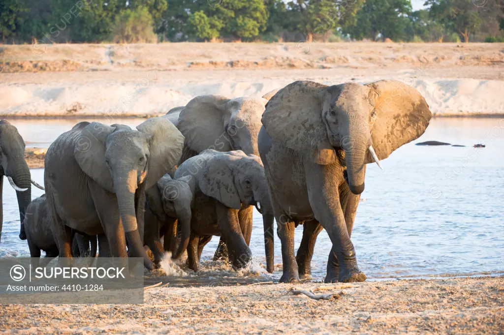 Herd of African elephants (Loxodonta africana) wading through the Luangwa River, South Luangwa National Park, Zambia