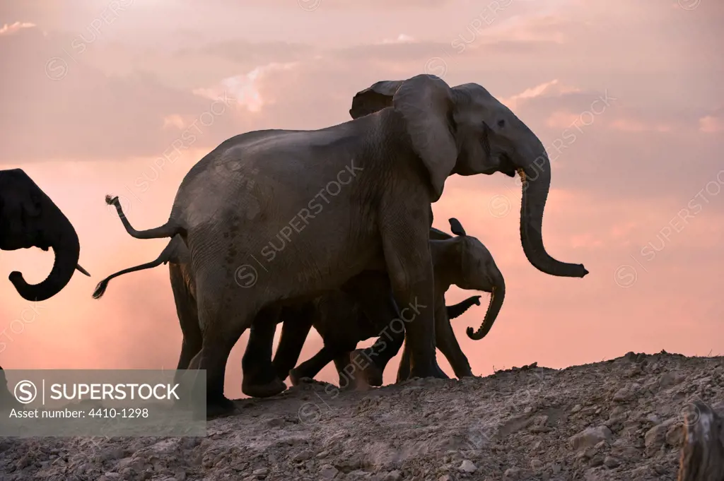Herd of African elephants (Loxodonta africana) with calves walking on the banks of the Luangwa River, South Luangwa National Park, Zambia