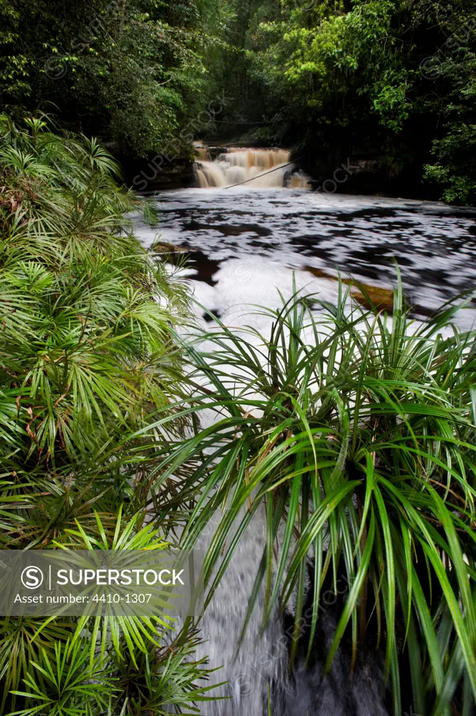 Clumps of a riverine fern (Dipteris lobbiana) growing in a tributary of the Maliau River with Upper Giluk Falls in the background, Maliau Basin, Sabah State, Island of Borneo, Malaysia