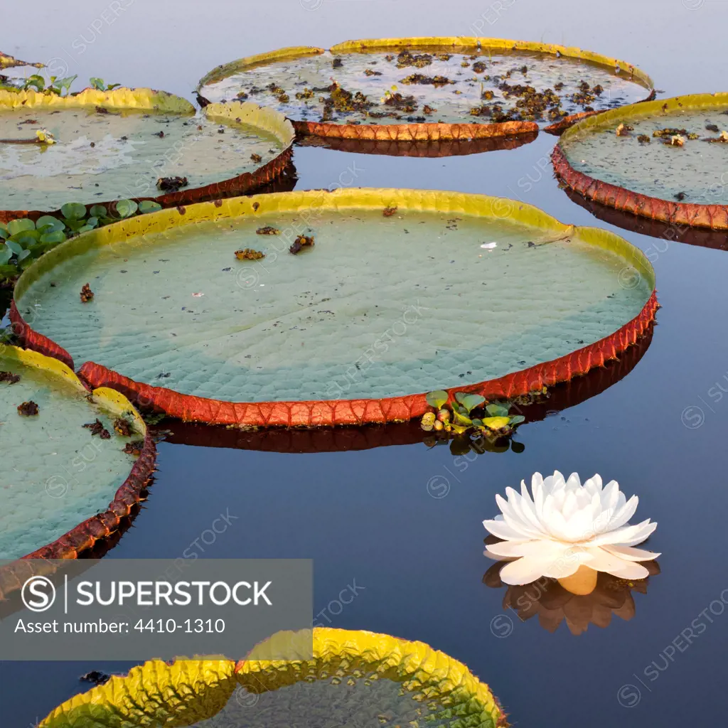 Giant Water Lilies (Victoria amazonica) in Lake near Cuiaba River, Northern Pantanal, Brazil