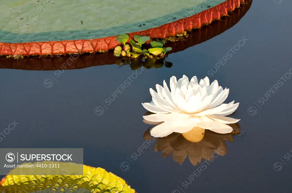 Flower of Giant Water Lily (Victoria amazonica) in a lake, Cuiaba River, Pantanal Wetlands, Brazil