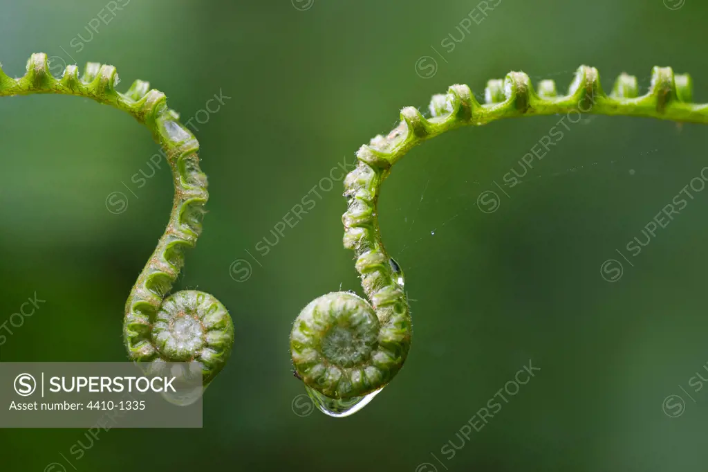 Unravelling fern fronds (Unknown species) near Nepenthes Field Camp mid-Altitude montane forest in the center of Maliau Basin, Sabah State, Island of Borneo, Malaysia