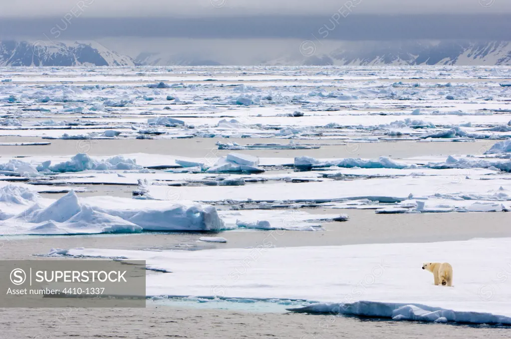 Polar bear (Ursus maritimus) walking on ice flow, Woodfjorden, Spitsbergen, Svalbard Islands, Norway