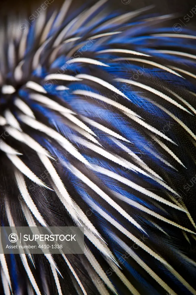 Feather design of Vulterurine Guinea fowl (Acryllium vulturinum), Kenya
