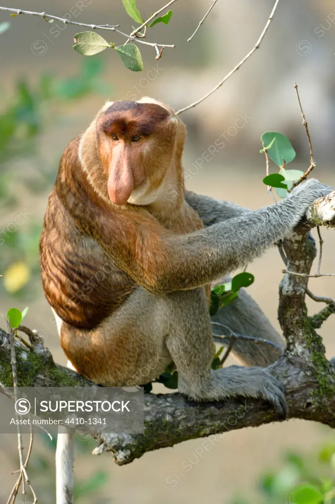 Adult male Proboscis monkey (Nasalis larvatus) sitting on a tree, Bako National Park, Sarawak State, Island of Borneo, Malaysia