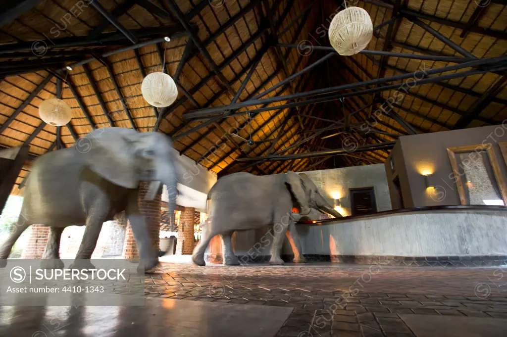 African elephants (Loxodonta africana) walking through reception at Mfuwe Lodge, South Luangwa National Park, Zambia