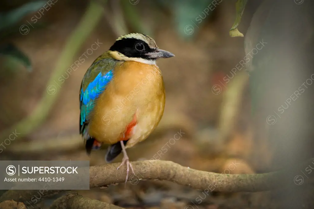 Male Blue-Winged Pitta (Pitta moluccensis) in rainforest, Danum Valley, Sabah State, Island of Borneo, Malaysia